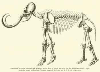 Mammoth (Elephas intermedius, Jourdan) Found in the Loess, in 1859, Rue des Trois-Artichauts, Lyon